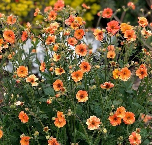 Geum totally - geum, 'totally