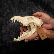Coyote Skull Replica Lifesize