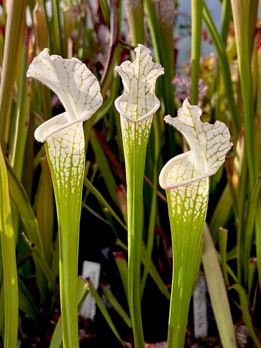 Sarracenia leucophylla alba - sarracenia,