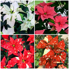 Poinsettia Plant | Real