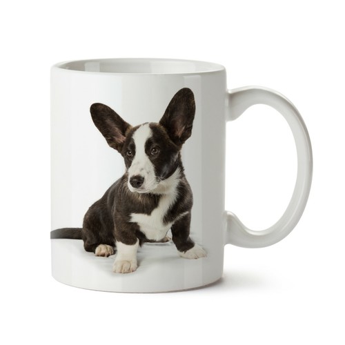 Cardigan welsh corgi - cardigan,