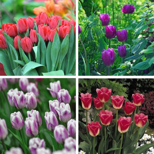 Tulip collection bulbs - tulip,