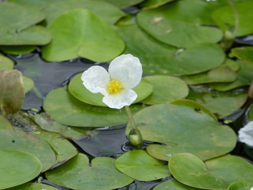 Hydrocharis morsus ranae - hydrocharis, morsus-ranae