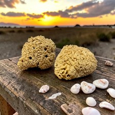 XL Natural Sea Sponge 16-18cm