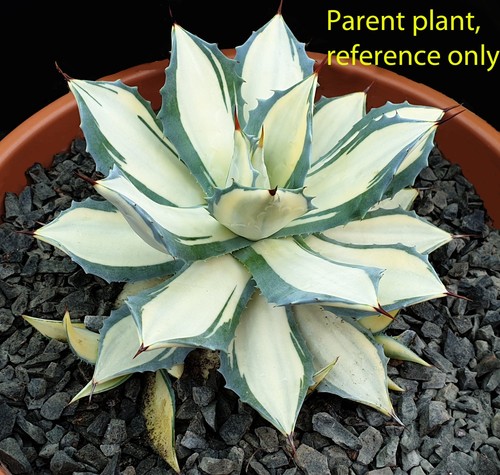 Rare variegated agave tuxedo - agave, 'tuxedo