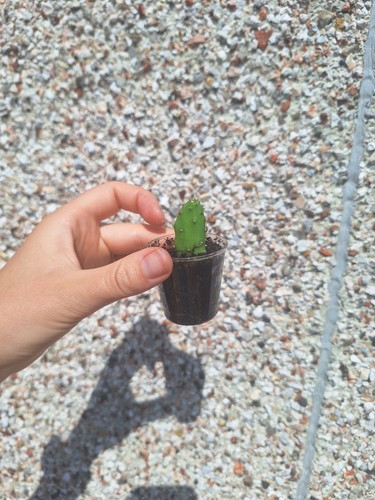 Prickly pear baby plant - baby,