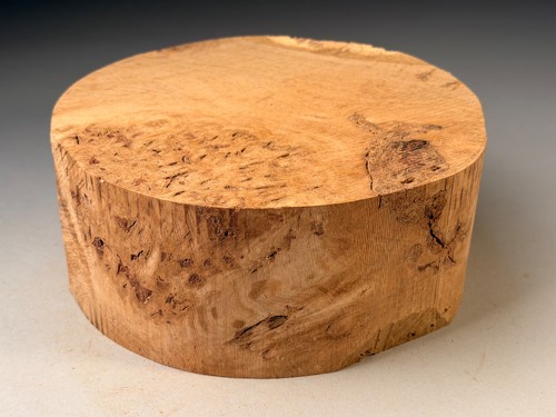 Amazing large burr oak wood - large,