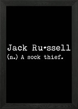 Jack Russell A Sock Thief