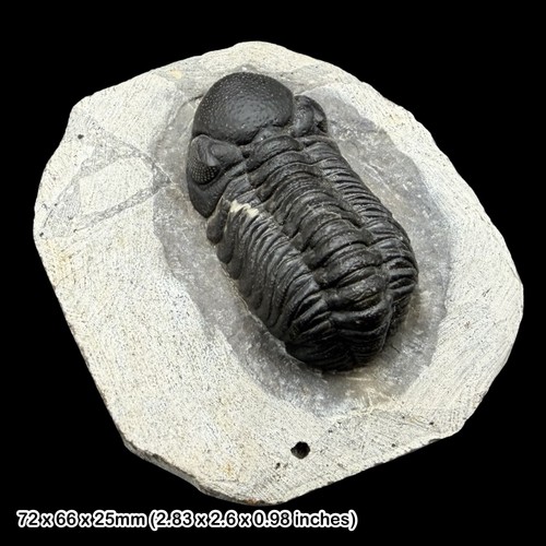 Phacops trilobite fossil - phacops,