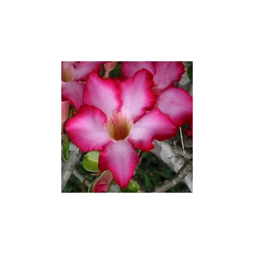 Rose germinated desert - x,