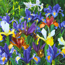 Iris dutch mixed garden border - mixed,