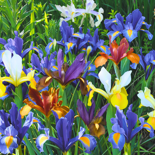Iris dutch mixed garden - iris,