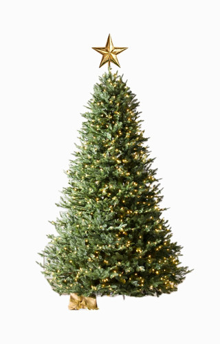 Balsam fir christmas - bh,