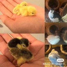 12 Button Quail Hatching Eggs