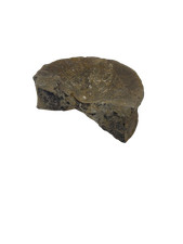 Fossilised vertebra bone - vertebra,