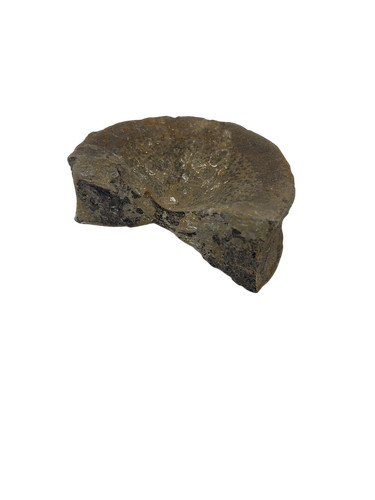 Fossilised vertebra bone - fossilised,