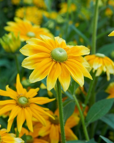 Rudbeckia prairie sun - rudbeckia, 'prairie
