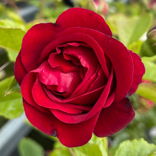 Harkness roses climbing - harkness, roses,