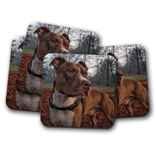 Set pitbull staffy dog - staffy,