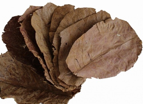 X20 catappa indian almond - indian,