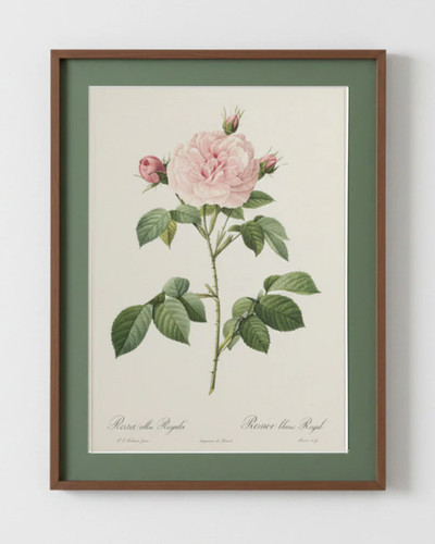 Rosa alba regalis pierre - rosa,