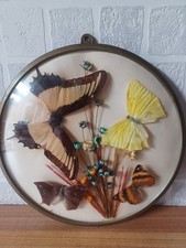 Beautiful butterfly taxidermy