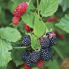 Fruit Bush, Thornless Blackberry, Sweet Juicy Berries, 2L Pot, Easy Patio