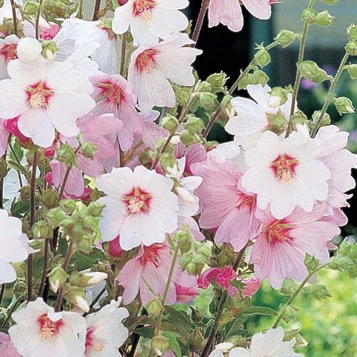 Lavatera clementii dwarf - lavatera, x