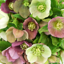 2 x mixed Hellebore established plants, Christmas Rose, Hardy Winter perennial