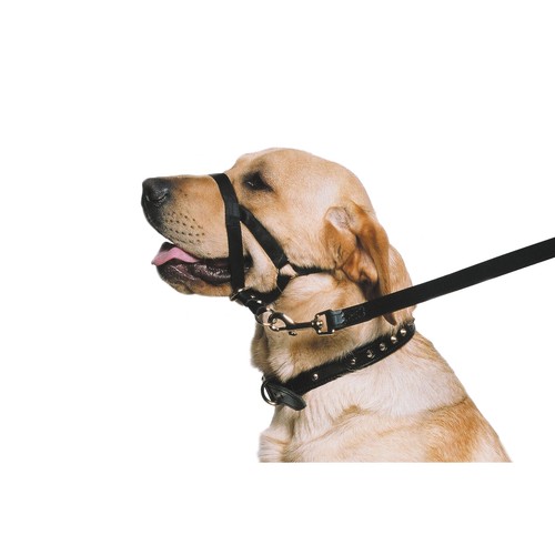 Ancol dog puppy - puppy, training