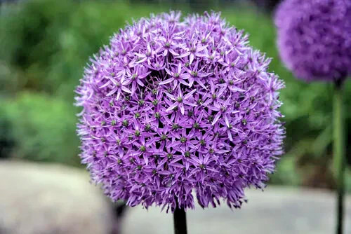 Giant allium purple sensation - giant,