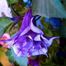 Angel’s trumpet Brugmansia arborea double purple 16 seeds +FREE PLANT LABEL