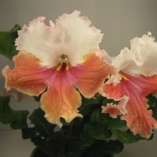 Streptocarpus DEM-Hit of the