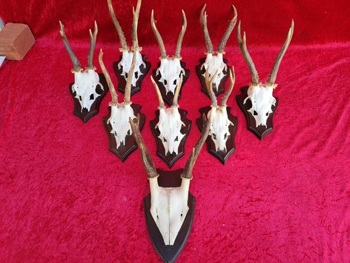 Deer stag antlers 9 hunting - deer,