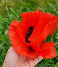 Red Giant Poppy Papaver
