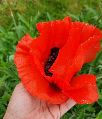 Red giant poppy papaver - red,