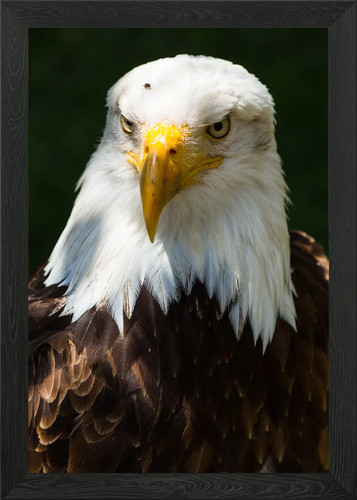 The look bald - look, of