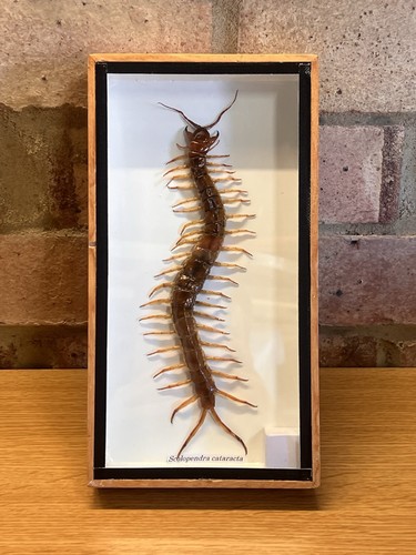 Xxl real giant cendipede - giant,