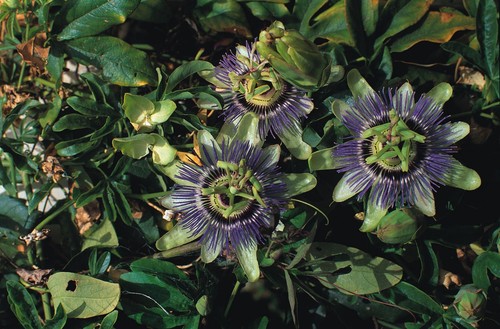 Flower passiflora coerule - -,