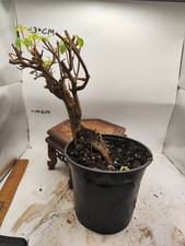 Japanese small-leaved trident
