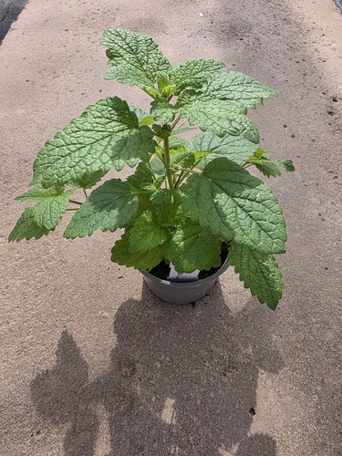 Lemon balm plant - balm,