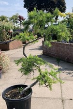 Pine Bonsai Large 3ft Tall