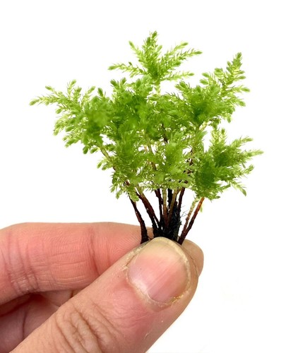 Climacium tree moss pcs - climacium, 15