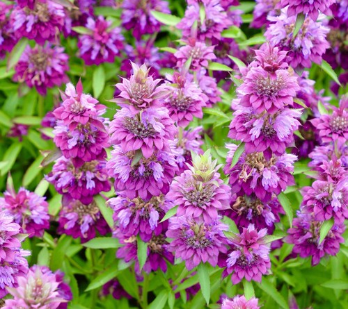 1200x monarda citriodora - monarda,