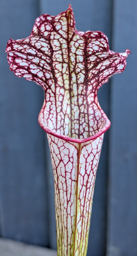 Sarracenia john rizzi royal - sarracenia, x