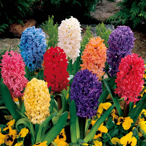 Value garden hyacinth - value,