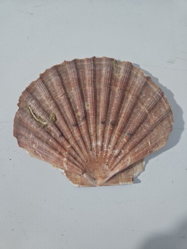 North sea king scallop shells - north,