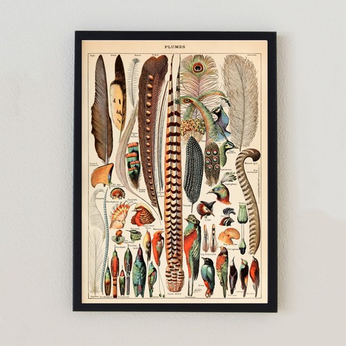 Vintage feathers bird - vintage,