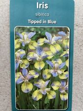 2 x 9cm Iris sibirica 'Tipped