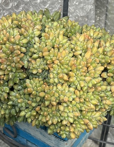 Pachyphytum compactum - 5x,